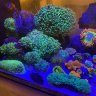 ReefAddict0814