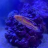 ReeferPacMan