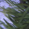 Caulerpa