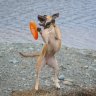 MollyDog