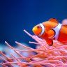Reefbeast