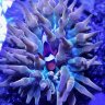 ReeferMadnessTX