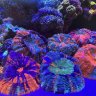 Reef-art-and-design