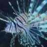 StephLionfish