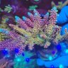AbyssReefs