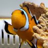 clownfishmama