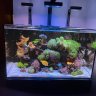 bluereef250