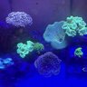 Bright_Reef