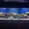 ReefRevivalcoral