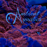 ambientaquatics.adam