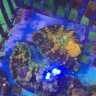 bizzynewreefs
