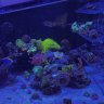 ReeferDude88