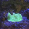 MushroomReefing