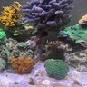 DesertFishkeeper
