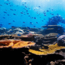 CaptainBob's Reef