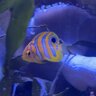 VerbsReef