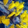 Letsfindnemo