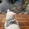 waterkat