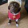 chustonrt