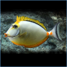 squids30