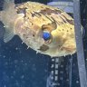 pufferenthusiast