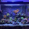 20gallonreefer000
