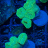 reef.geek