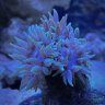 ReefStuff