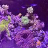 Reefnewb0812
