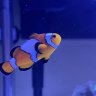 Reef Of Jo