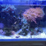 Reef Breeder 2013