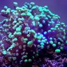 Reeficheep