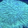 LordGman76