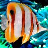 Cookiesreef26