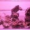 dinosaur_1552