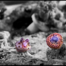 ilikeweirdlookingfishies
