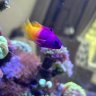 flyersreef