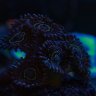 TerraVlog