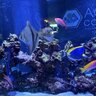 Logan’s Reef
