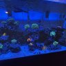 tygreen39