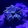 Glass2Reef
