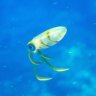 DEdiver