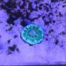 Reef_Aquatics
