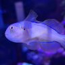 EbiAqua