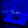 addicted_to_reefing