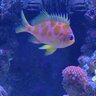 Reef 1972