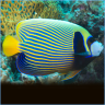 FishPerson