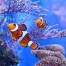 schrodingersfish