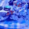 BPaquatics