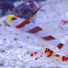 CyberReef